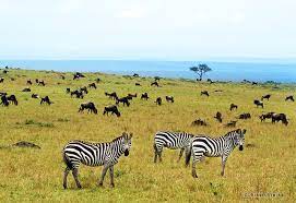 HIS 絶景 - マサイマラ国立保護区